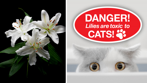 Keep Lilies Away From Your Cats